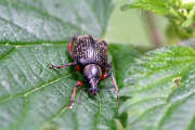 Thumbnail 417815 B