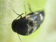 Thumbnail 417816 B