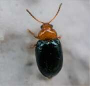 Thumbnail 417838 B