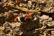 Thumbnail 417871 B
