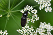 Thumbnail 417908 A