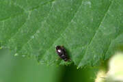 Thumbnail 417912 A