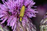 Thumbnail 417947 B