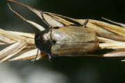 Thumbnail 417952 A