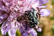 Thumbnail 417953 A