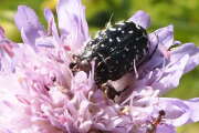 Thumbnail 417953 B