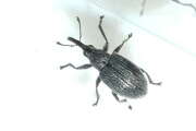 Thumbnail 417975 A