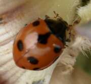 Thumbnail 417977 B