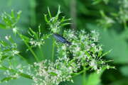 Thumbnail 417985 A