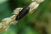 Thumbnail 418024 A