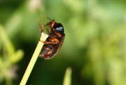 Thumbnail 418024 B