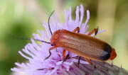 Thumbnail 418097 B