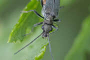 Thumbnail 418327 B