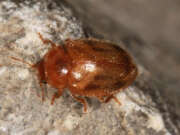 Thumbnail 418334 B