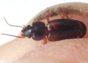 Thumbnail 418380 A