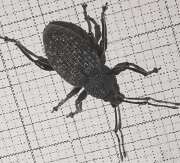 Thumbnail 418501 B
