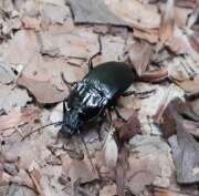 Thumbnail 418532 B