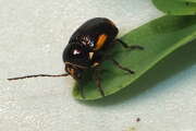 Thumbnail 418536 B