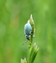 Thumbnail 418537 B