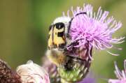 Thumbnail 418596 B