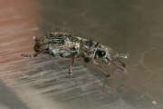 Thumbnail 418625 B