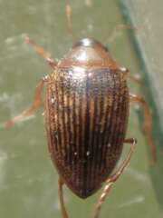 Thumbnail 418637 B