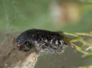 Thumbnail 418645 B