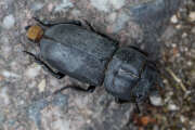 Thumbnail 418716 B