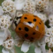 Thumbnail 418744 A