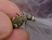 Thumbnail 418903 B