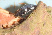 Thumbnail 418913 B