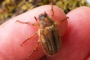 Thumbnail 418932 B