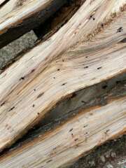Thumbnail 418934 B