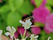 Thumbnail 418939 B