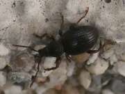 Thumbnail 418943 A