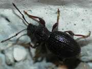 Thumbnail 418943 B