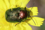 Thumbnail 419038 A