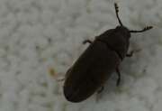 Thumbnail 419179 B