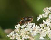Thumbnail 419189 B