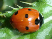 Thumbnail 419268 A