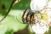 Thumbnail 419269 A
