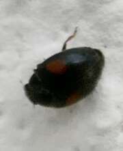 Thumbnail 419313 B