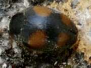 Thumbnail 419314 B