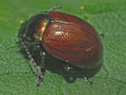 Thumbnail 419325 A