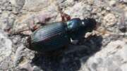 Thumbnail 419353 B