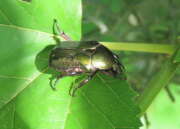 Thumbnail 419370 A