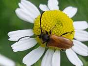 Thumbnail 419377 A