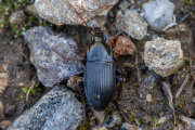 Thumbnail 419415 A