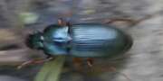 Thumbnail 419429 C