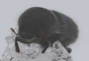 Thumbnail 419464 A